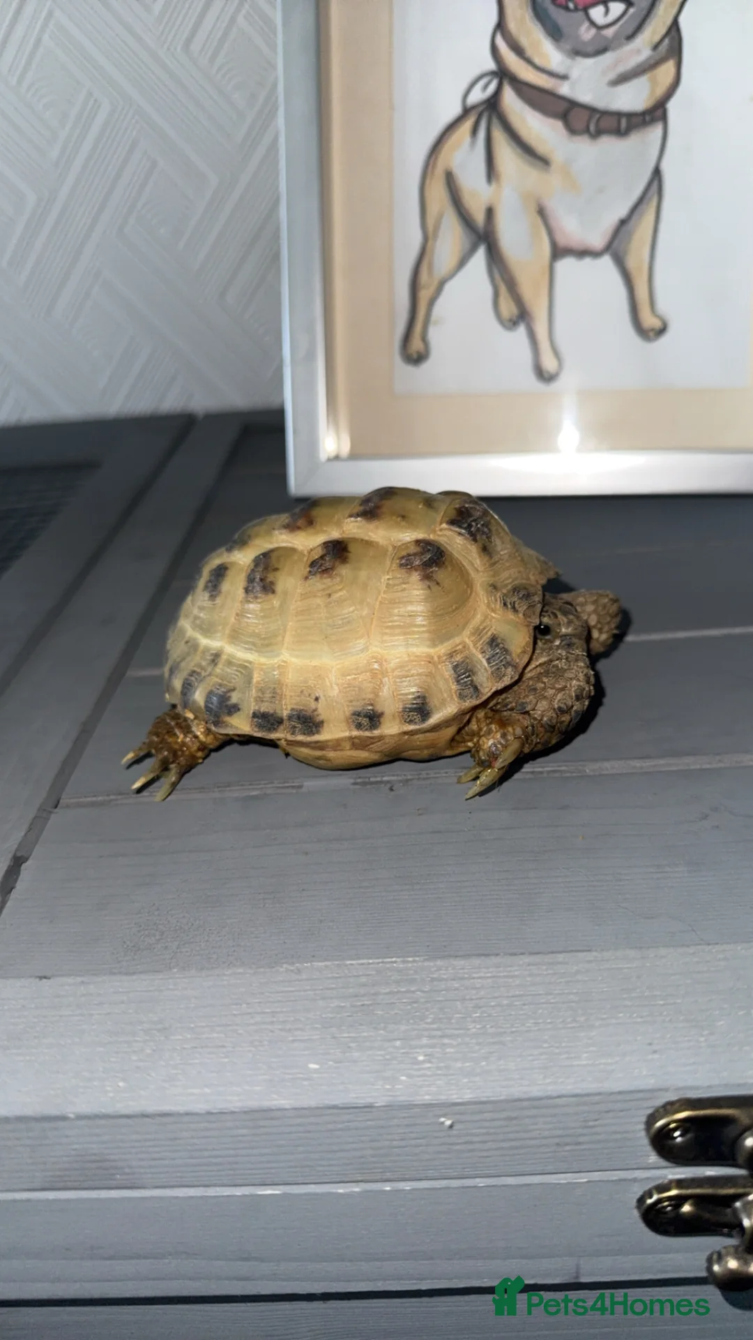 Tortoise reptiles for sale: Horsefield tortoise  in Rotherham - Advert 2