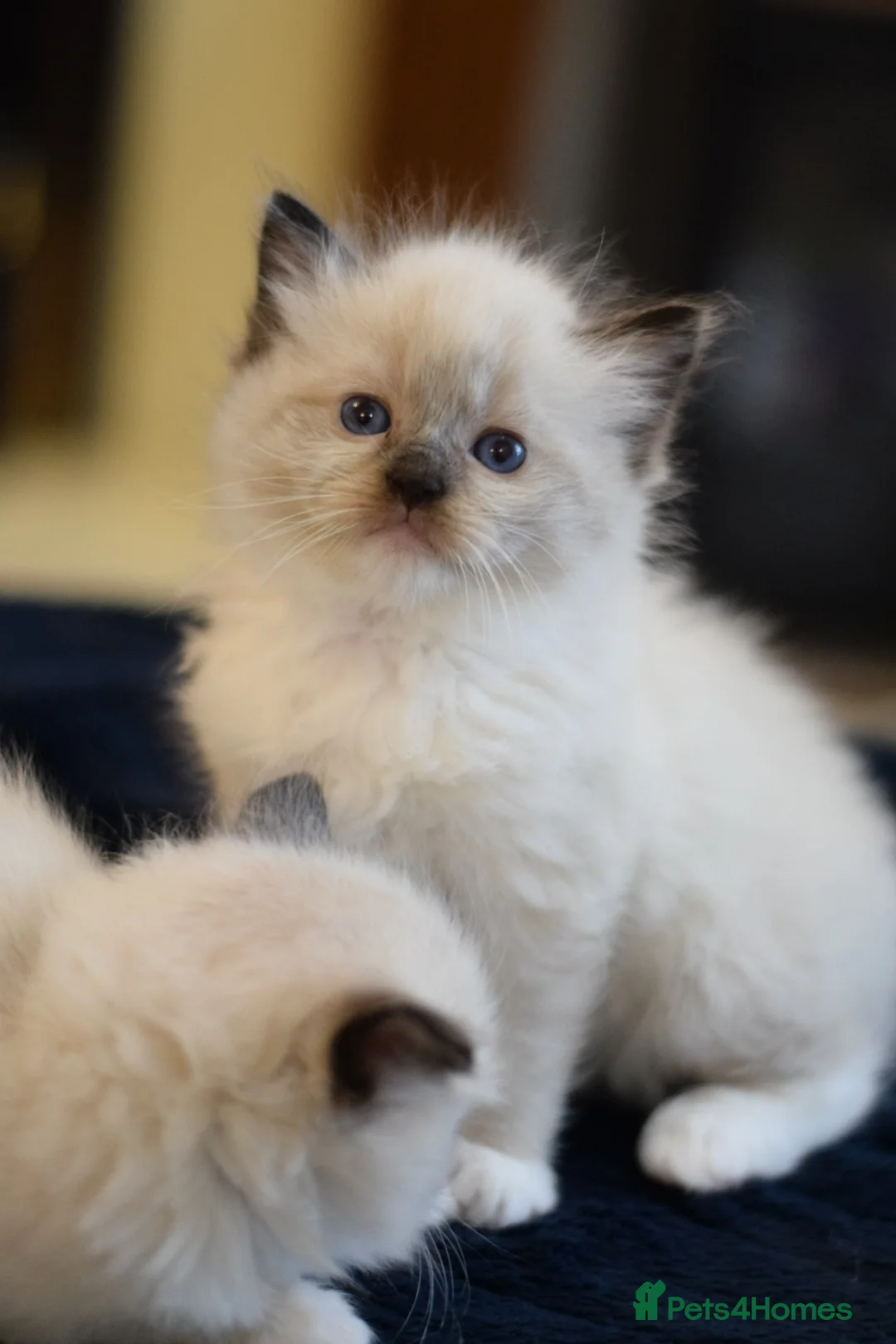 Ragdoll cats for sale: Adorable Ragdoll Kittens Looking for Forever Homes - Advert 10