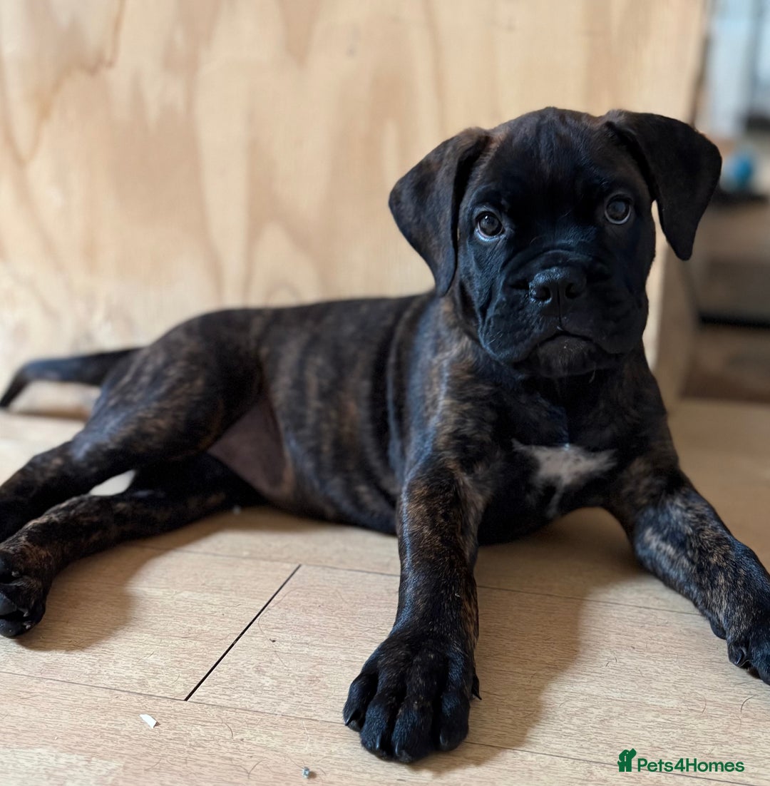 Bullmastiff dogs for sale: 🐾 KC registered bullmastiff female puppy 🐾 - Image 4
