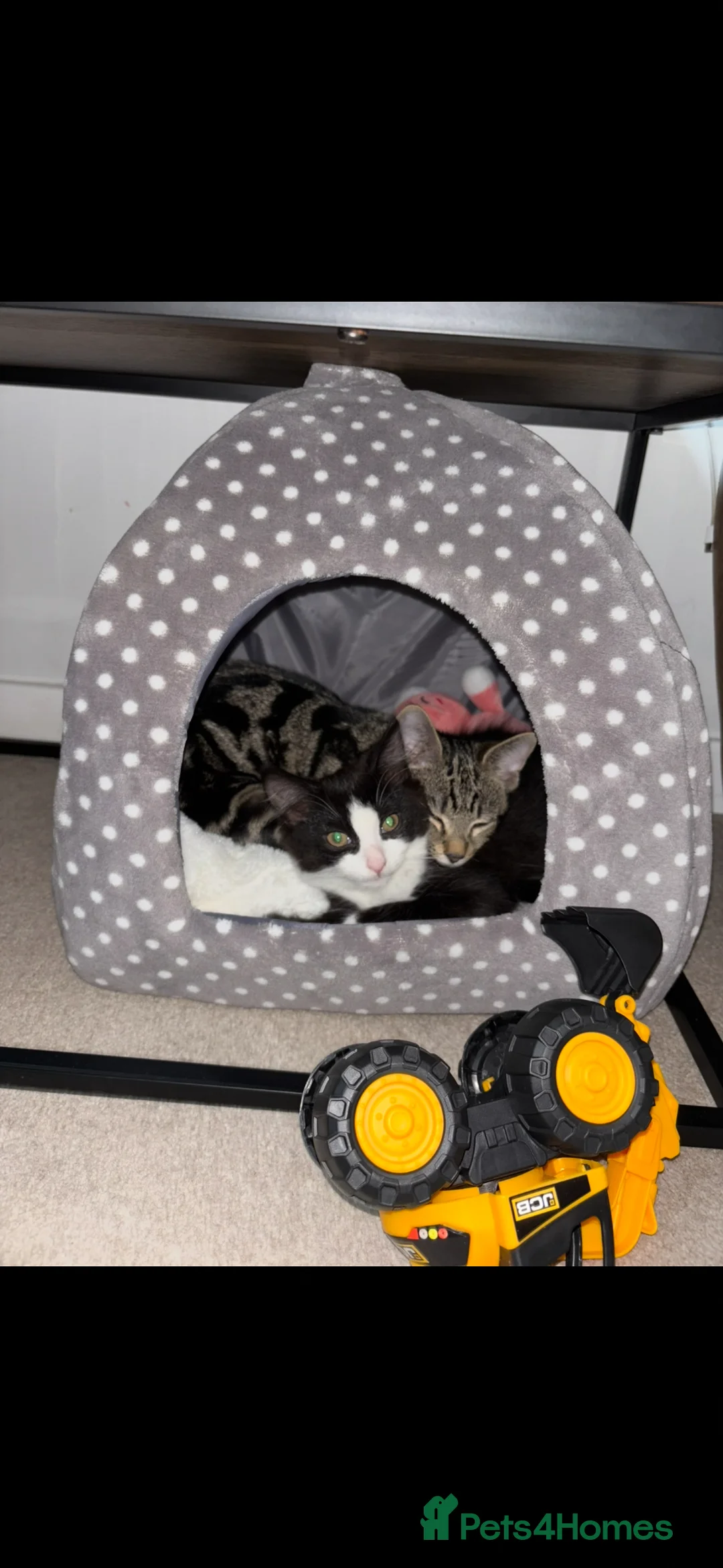 British Longhair cats for sale: 2 female kittens in Rowland's Castle - Advert 2