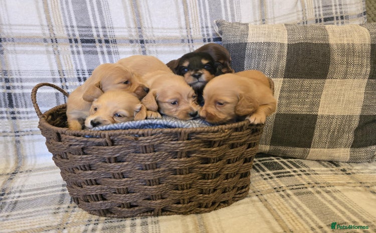 Miniature Dachshund dogs - Advert 5