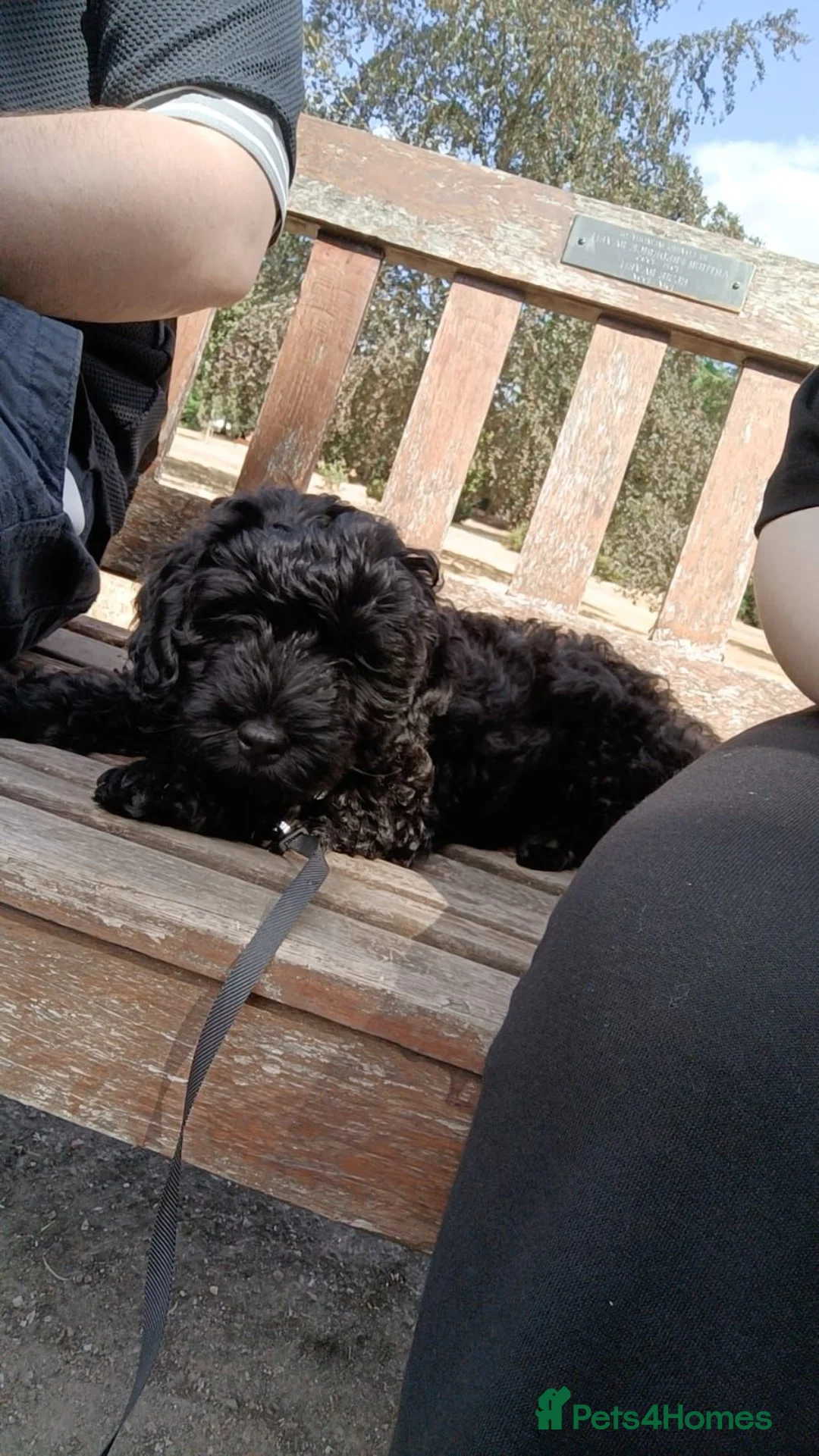 Cavapoo dogs for sale: Cavapoo puppy in Derby - Advert 2