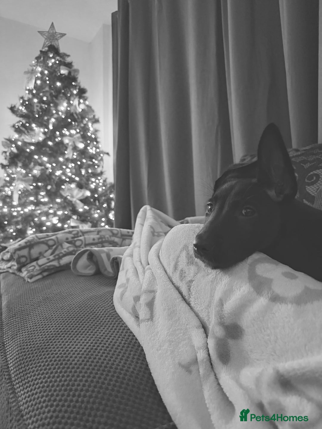 Belgian Shepherd Dog dogs for sale: Belgian malinois 3 month old pup  - Advert 3