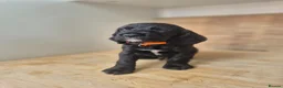 Cocker Spaniel dogs for sale: 🐾 8 Beautiful Working Cocker Spaniel Puppies 🐾 - Advert 11