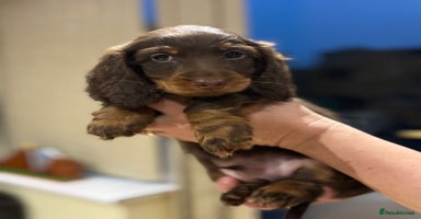 Miniature Dachshund dogs Stunning top quality miniature dachshund babies  - Advert 2