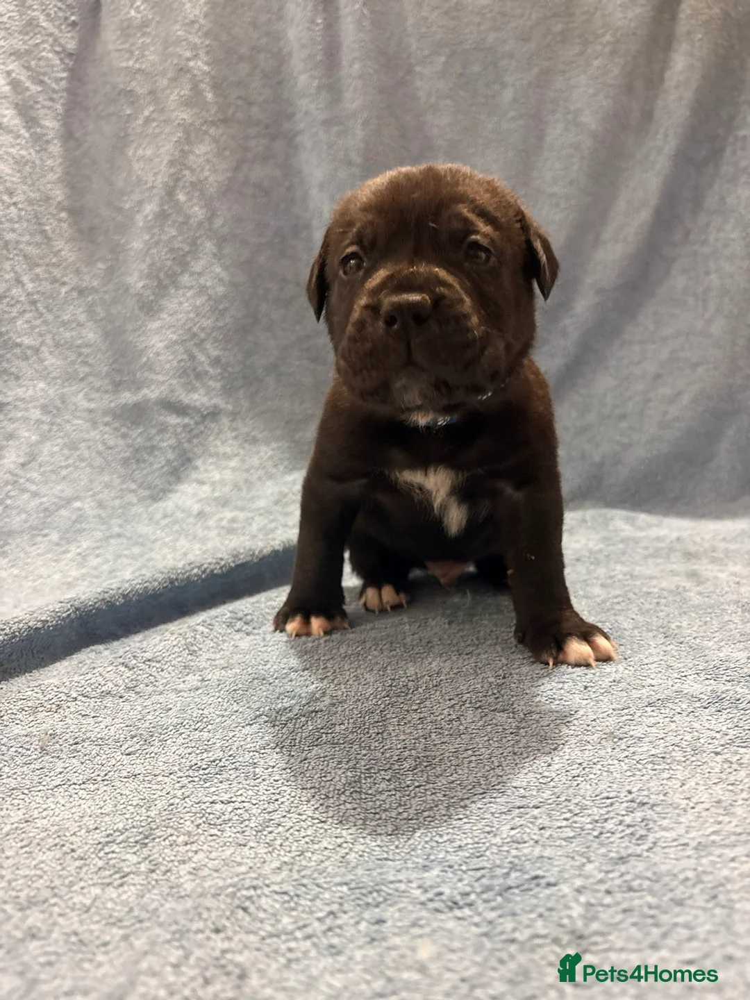 Cane Corso dogs for sale: 🏆 CHAMPION CANE CORSO PUPS 🏆/KC REGISTERED MERLE - Advert 33