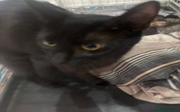 Mixed Breed cats for sale: Mixed breed kittens - Image 9