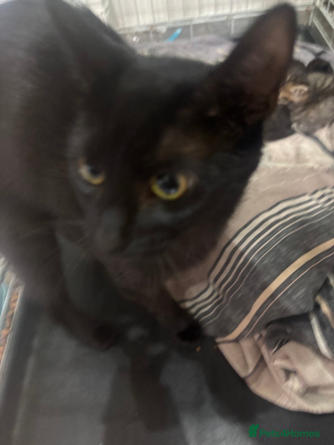 Mixed Breed cats for sale: Mixed breed kittens - Image 9