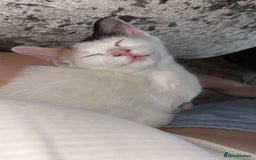 Turkish Van cats for sale: Beautiful Cats for sale  - Image 2