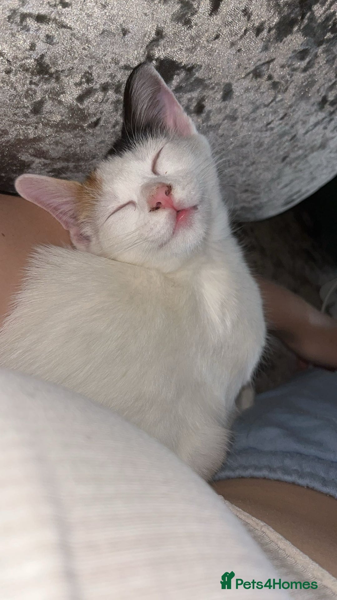 Turkish Van cats for sale: Beautiful Cats for sale  - Image 2
