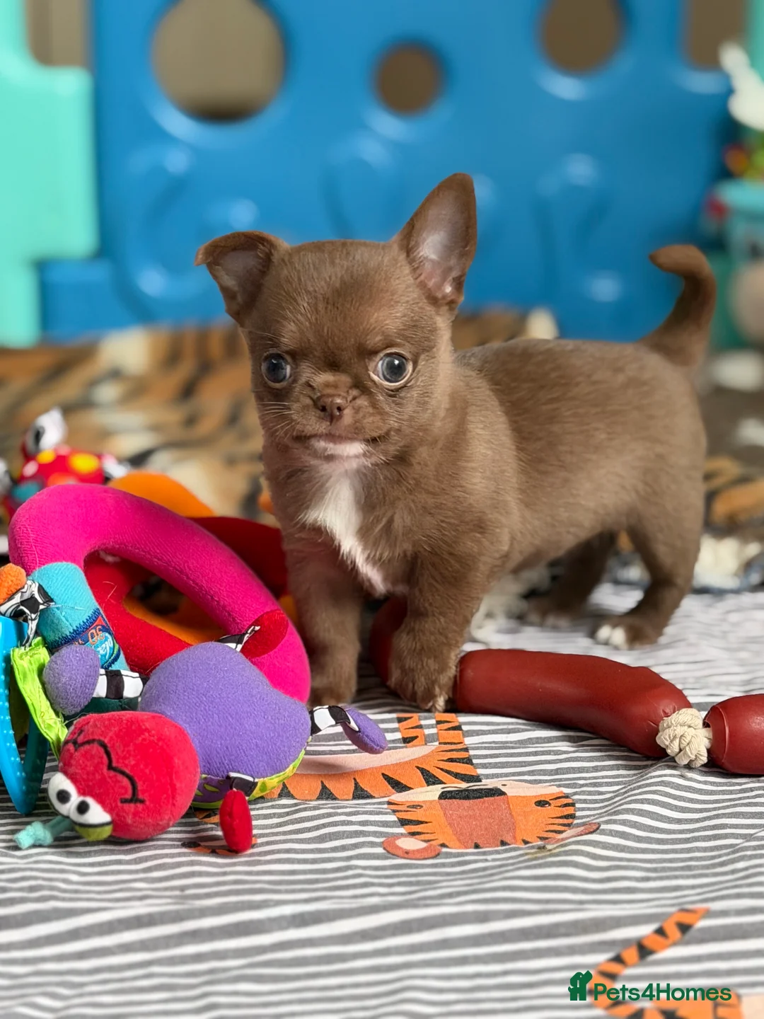 Chihuahua dogs for sale: Chihuahua girls  - Advert 7