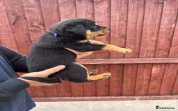 Rottweiler dogs for sale: Pure rottweiler  - Image 2