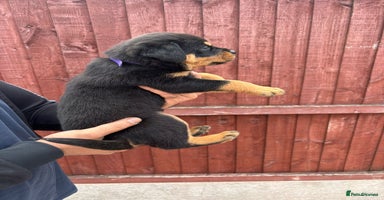 Rottweiler dogs - Advert 7