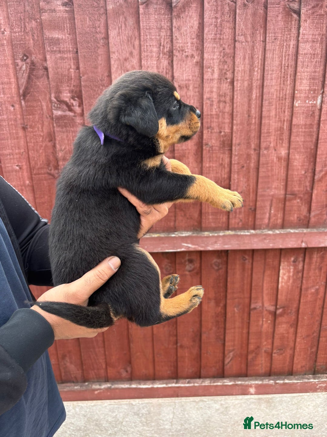 Rottweiler dogs for sale: Pure rottweiler  - Image 2