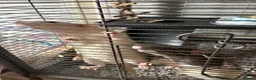 Rat rodents for sale: Fancy Dumbo Rats 8 months old with cage - Advert 8