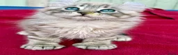 Keetso cats for sale: Superb very rare polydactyl curled eared keetsos  - Advert 11