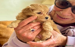 Maltipoo dogs for sale: Exquisitely Adorable Toy Maltipoo Puppies  - Image 22