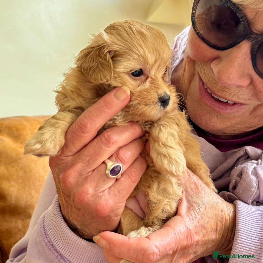 Maltipoo dogs for sale: Exquisitely Adorable Toy Maltipoo Puppies  - Image 22