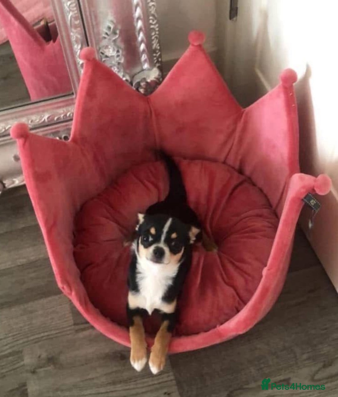 Chihuahua dogs for sale: Loving home needed🐶🐾🩷 - Image 3