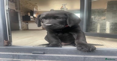 Labrador Retriever dogs - Advert 15