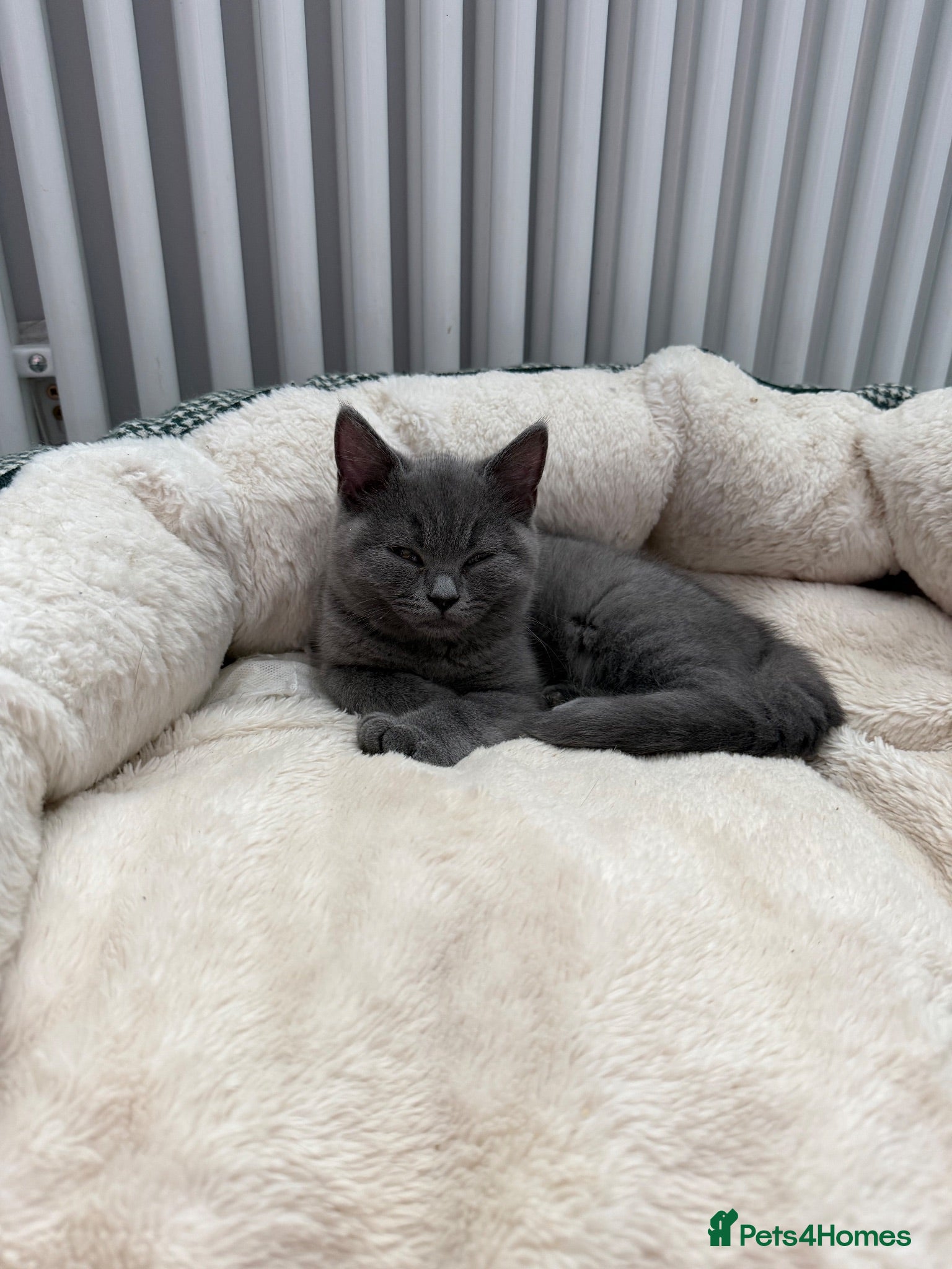 British Shorthair cats British shorthair Kittens  - Advert 2