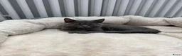 British Shorthair cats for sale: British shorthair Kittens  - Advert 3