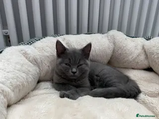 British Shorthair cats British shorthair Kittens - Advert 2