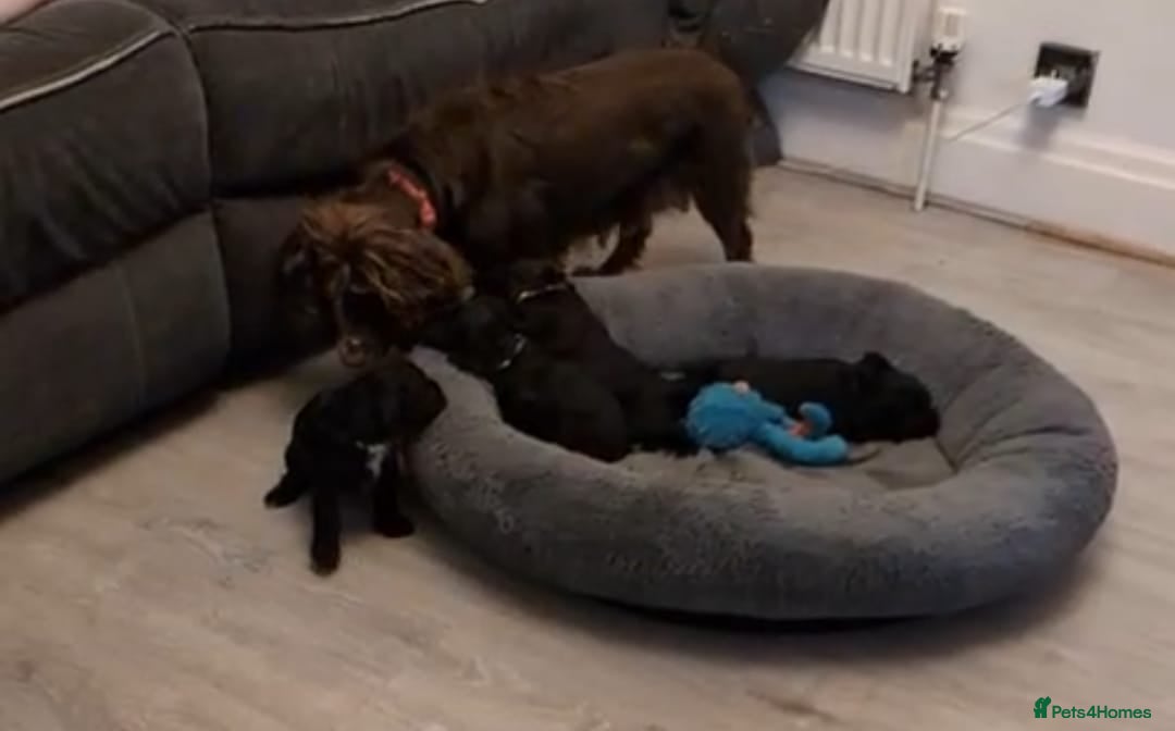 Cockapoo dogs for sale: We have Four Beautiful Cockerpoo Puppies Available - Image 14