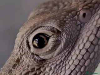 Bearded Dragon reptiles Bearded dragons for sale - Advert 9