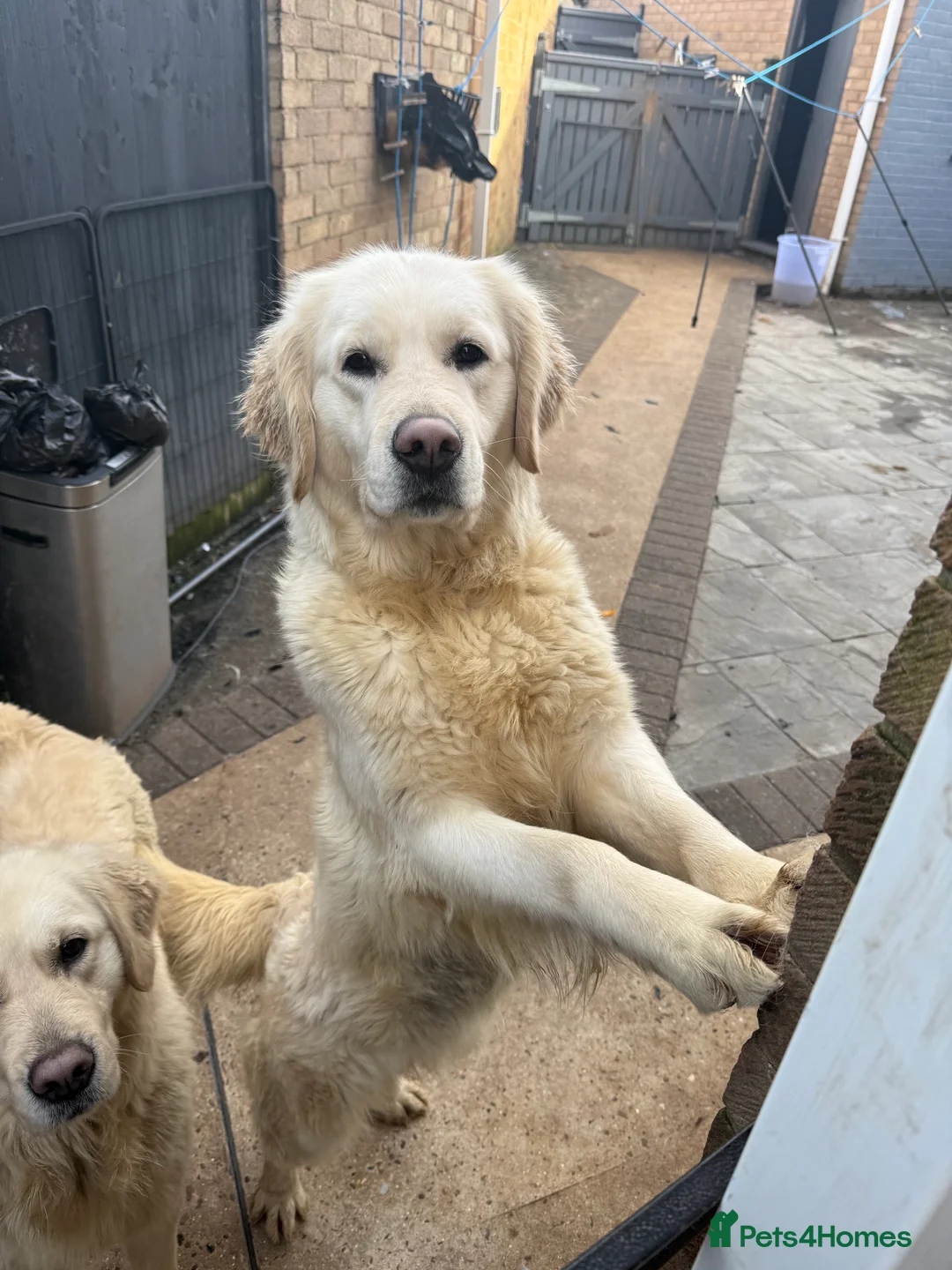 Golden Retriever dogs for sale: Stunning heritary clear girl - Advert 2