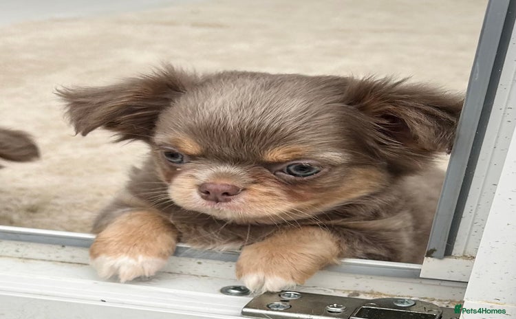 Chihuahua dogs - Advert 5