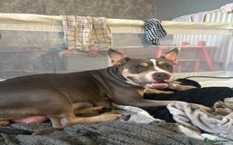 American Bully dogs for sale: American pocket bully’s  - Advert 9