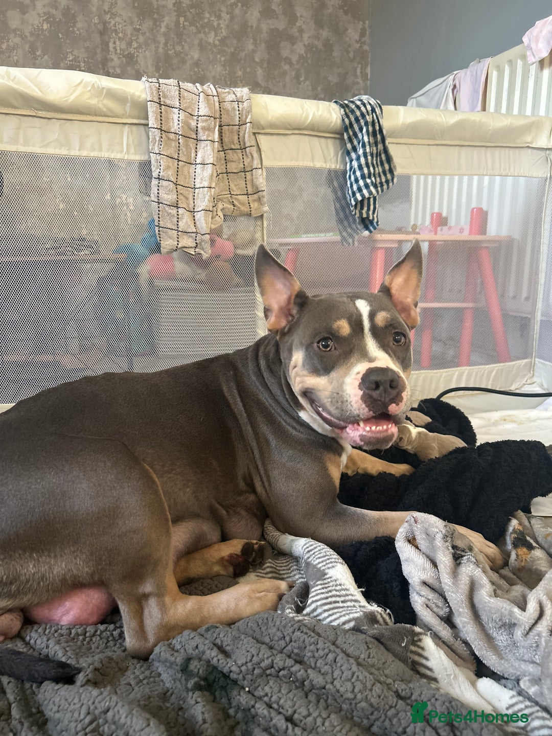 American Bully dogs for sale: American pocket bully’s  - Advert 9