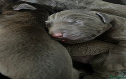 Labrador Retriever dogs for sale: KC CHOCOLATE PUPS BRED FROM HEATH TESTED PARENTS - Image 2