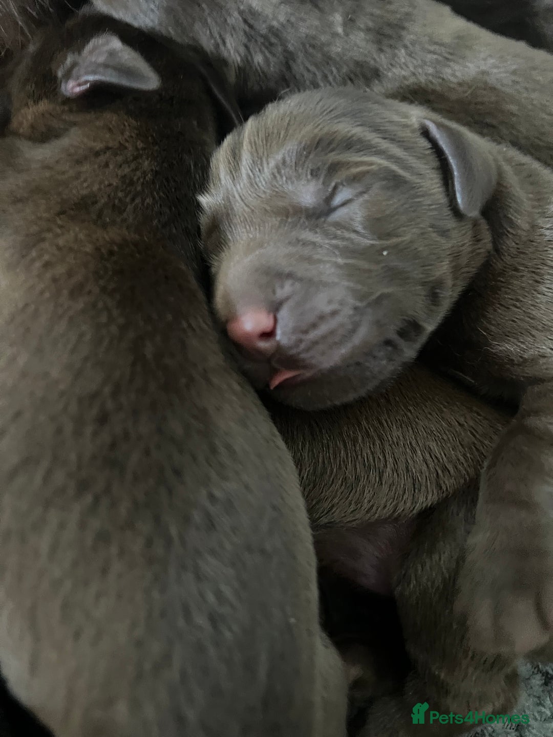Labrador Retriever dogs for sale: KC CHOCOLATE PUPS BRED FROM HEATH TESTED PARENTS - Image 2