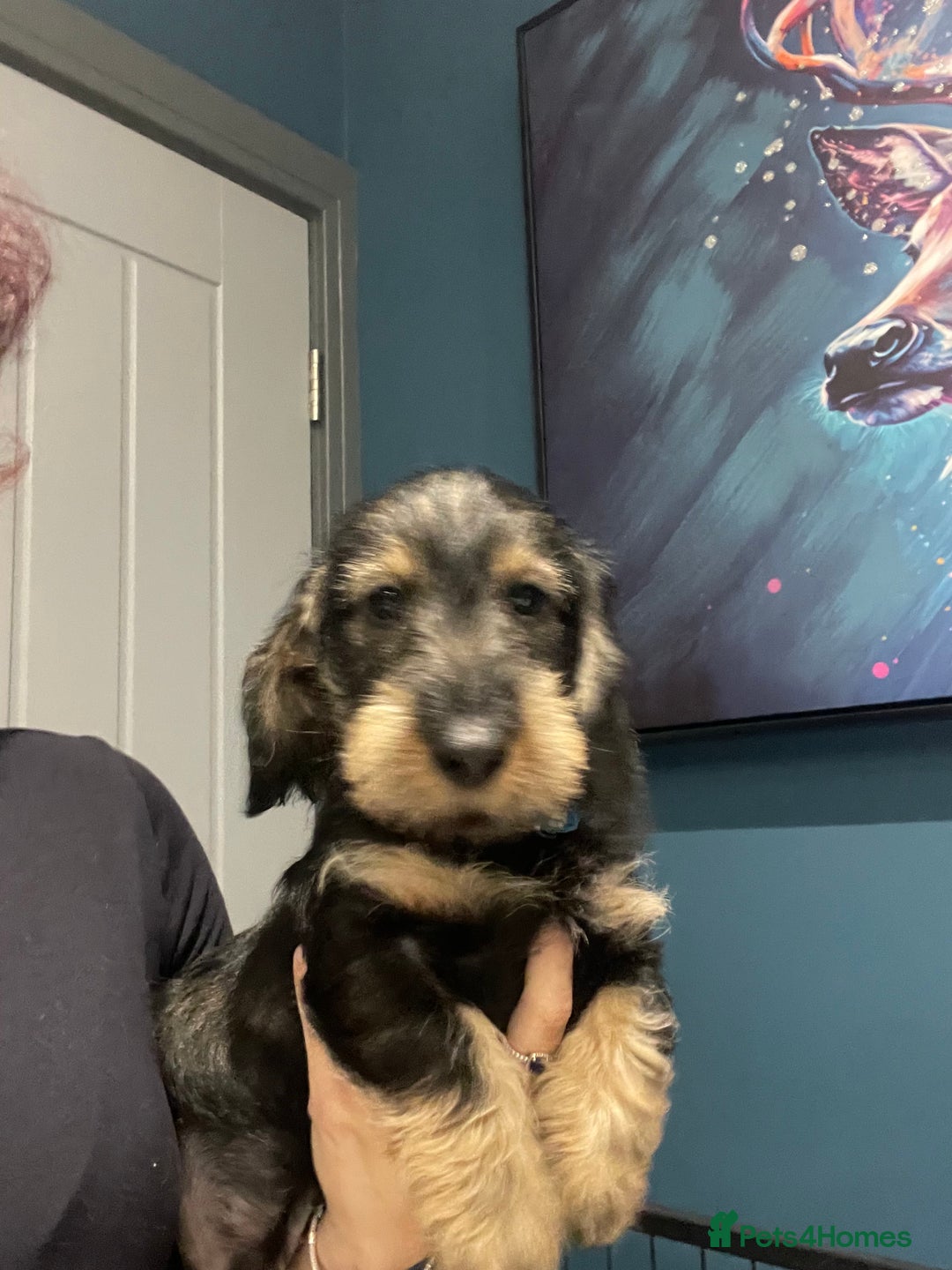 Dachshund dogs for sale: 🌟reduced in price Standard wirehaired dachshund  - Advert 3