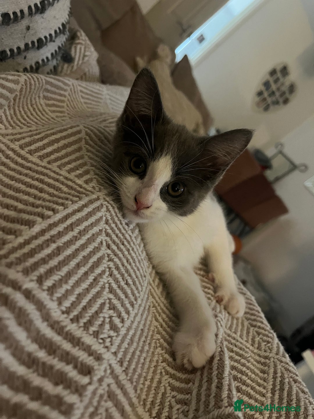 Domestic Shorthair cats for sale: Girl kitten grey and white  - Advert 6
