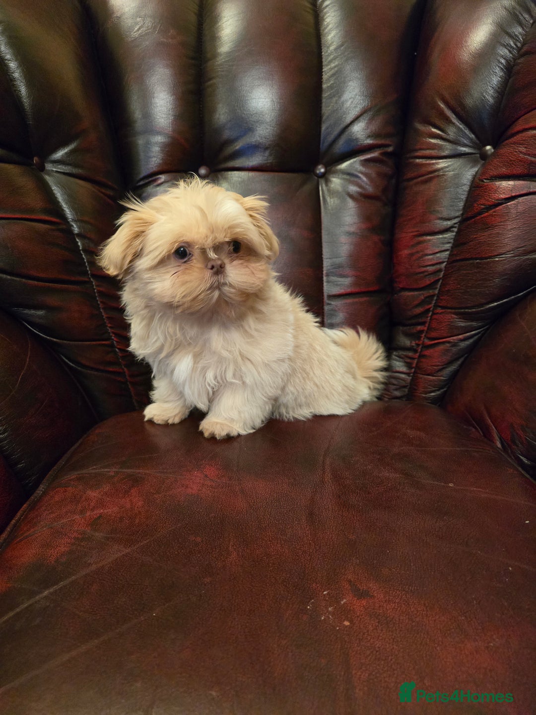 Shih Tzu dogs for sale: Stunning shih tzu - Advert 16