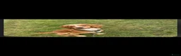 Mixed Breed dogs for sale: Cocker collie pups in Warrington - Advert 2