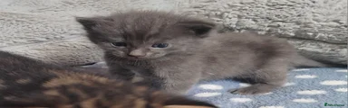 Domestic Shorthair 2
