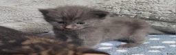 Domestic Shorthair cats for sale: kittens - Advert 2