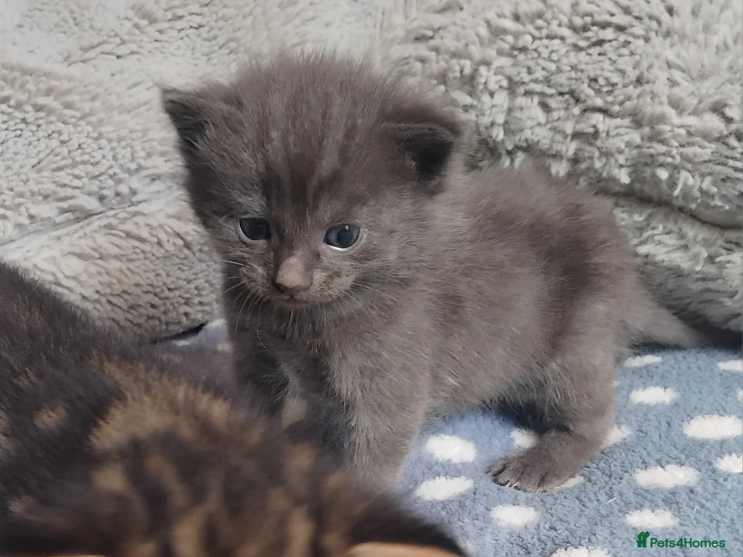 Domestic Shorthair cats for sale: kittens - Advert 2