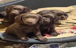 Cocker Spaniel dogs for sale: K.C. Well bred chocolate working cocker spaniels - Image 11