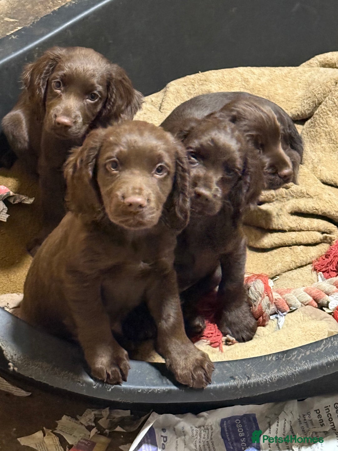 Cocker Spaniel dogs for sale: K.C. Well bred chocolate working cocker spaniels - Image 11