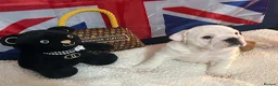 English Bulldog dogs for sale: English bulldog gorgeous pups kc registered  - Advert 4