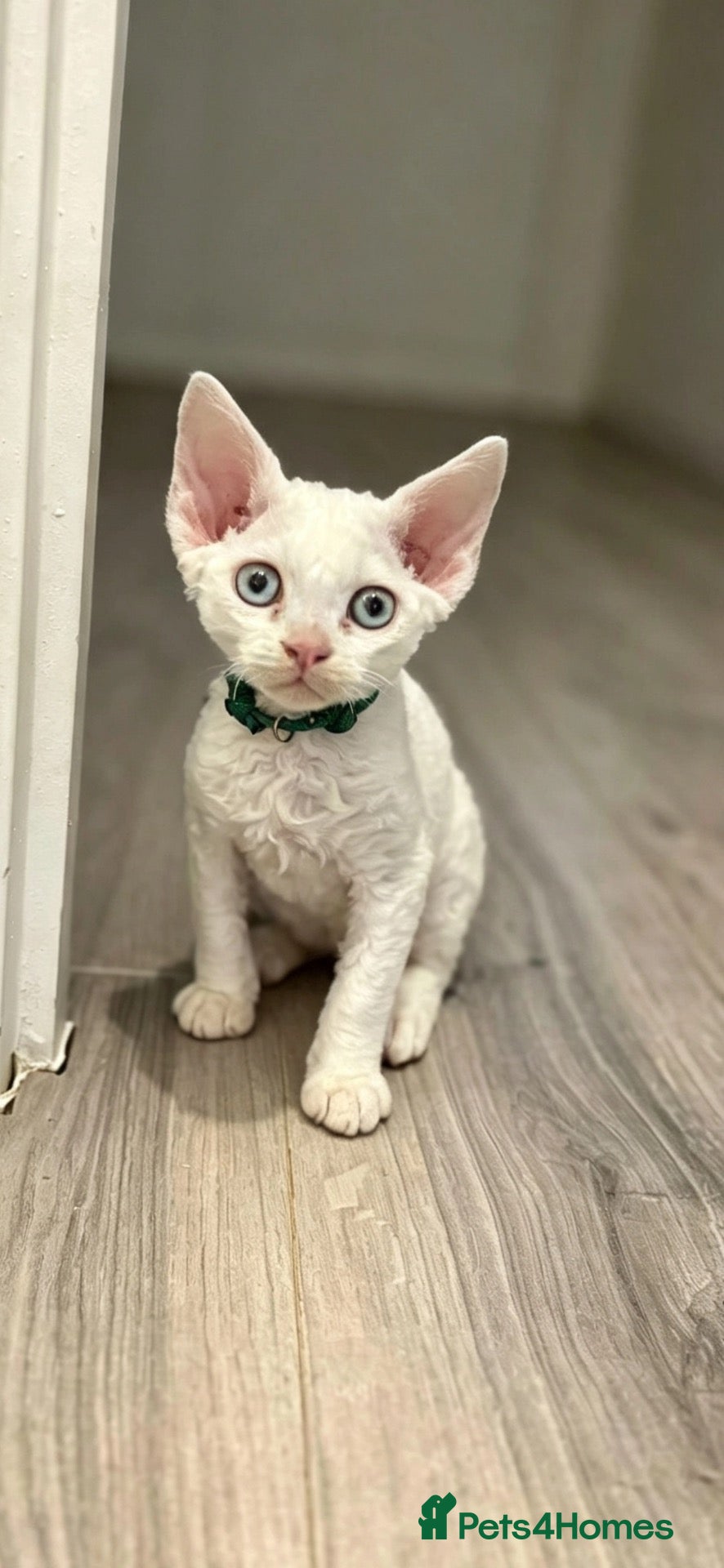 Devon Rex cats 😻Male  Devon rex Kittens available 😻❤️ - Advert 1