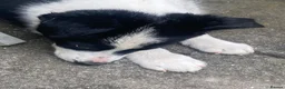 Border Collie dogs for sale: Border collie puppy ready now - Advert 11