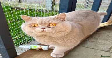 British Shorthair cats - Advert 4