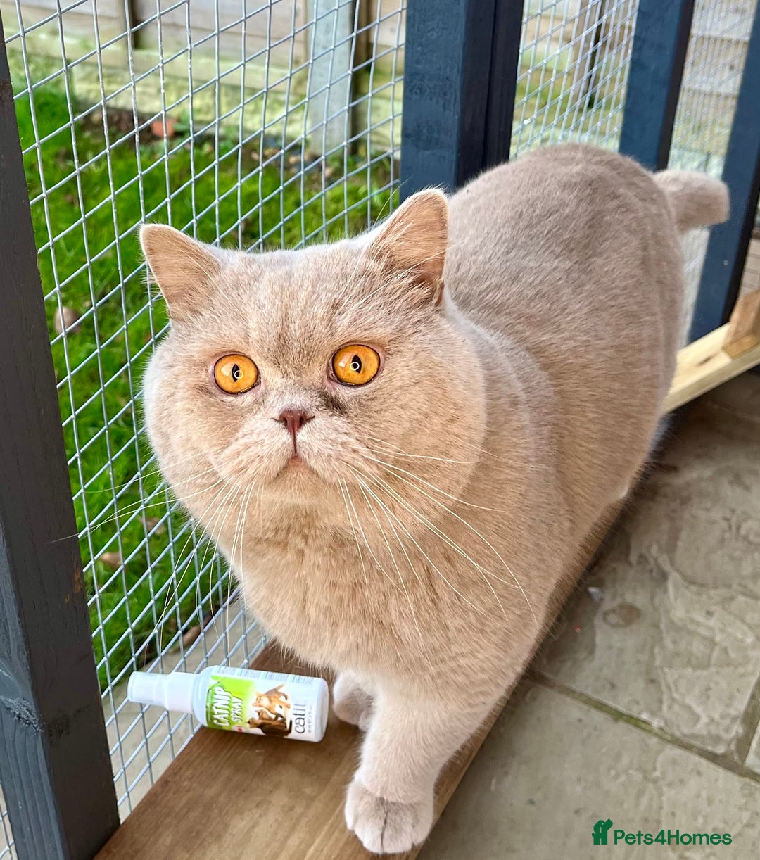British Shorthair cats for sale: RETIRED STUD CHAMPION FAWN BSH - Image 2