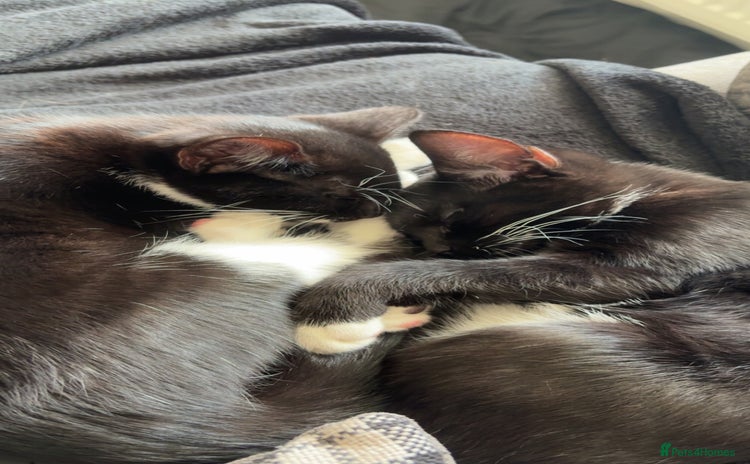 Mixed Breed cats - Advert 1